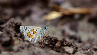 Sarıbandlı Zıpzıp (Pyrgus sidae)