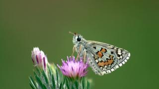 Sarıbandlı Zıpzıp (Pyrgus sidae)