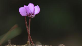 Yabani Siklamen (Cyclamen coum)