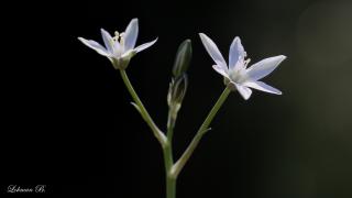 Ornithogalum umbellatum (Şemsiye Çiçekli Akyıldız)