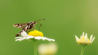 Pyropteron triannuliforme