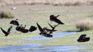 Çeltikçi (Glossy Ibis)