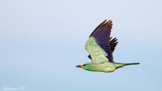 Gökkuzgun » European Roller » Coracias garrulus