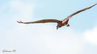 Saz delicesi » Western Marsh Harrier » Circus aeruginosus