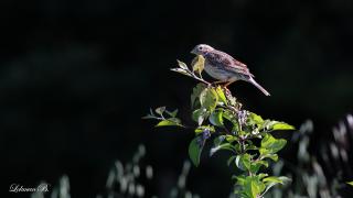 Tarla çintesi » Corn Bunting » Emberiza calandra