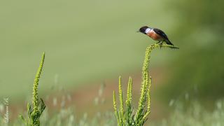 Taşkuşu » European Stonechat » Saxicola rubicola