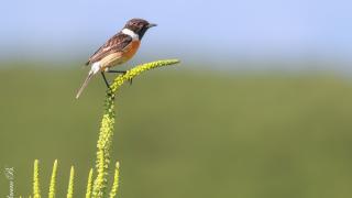 Taşkuşu » European Stonechat » Saxicola rubicola