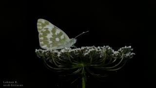 Yeni Beneklimelek (Pontia edusa)