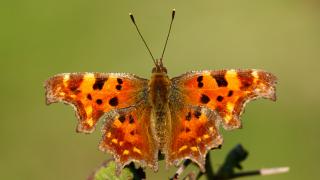 Yırtık Pırtık (Polygonia c-album)