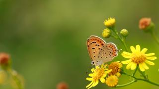 Küçük Ateş » Lycaena thersamon