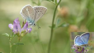 Çokgözlü Ağrı Mavisi » Polyommatus vanensis » Van Blue