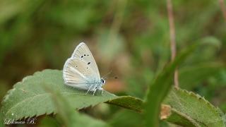 Tanker'in Çokgözlüsü (Polyommatus tankeri)