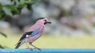 Alakarga » Garrulus glandarius » Eurasian Jay