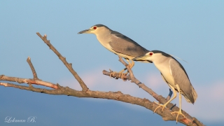 Gece balıkçılı » Black-crowned Night Heron » Nycticorax nycticorax