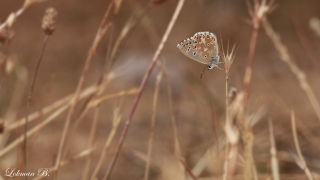 Çokgözlü Gökmavisi » Polyommatus bellargus