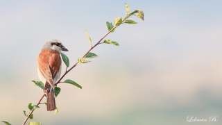 Kızılsırtlı örümcekkuşu » Red-backed Shrike » Lanius collurio