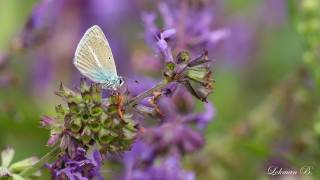 Hubert'in Çokgözlüsü (Polyommatus huberti)