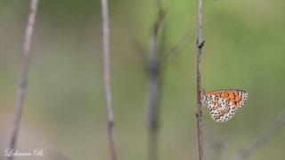 Güzel İparhan - Melitaea syriaca