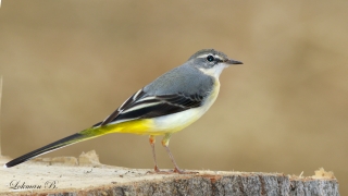 Dağ kuyruksallayanı » Grey Wagtail » Motacilla cinerea