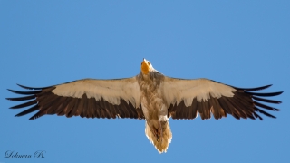 Küçük akbaba » Egyptian Vulture » Neophron percnopterus
