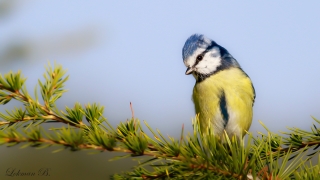 Mavi baştankara » Eurasian Blue Tit » Cyanistes caeruleus