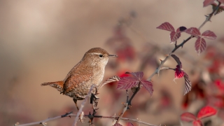 Çitkuşu » Eurasian Wren » Troglodytes troglodytes