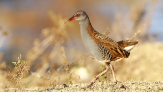 Sukılavuzu » Water Rail » Rallus aquaticus