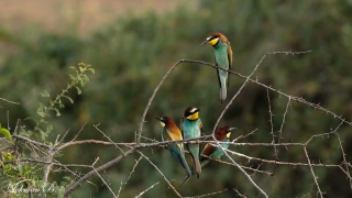 Arı Kuşu (Merops apiaster)