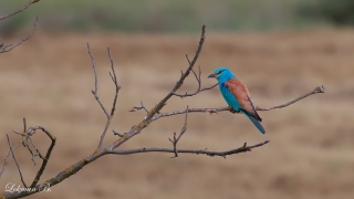 Gökkuzgun (Coracias garrulus)