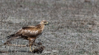 Kızıl şahin » Long-legged Buzzard » Buteo rufinus