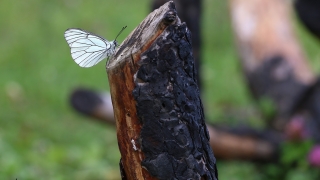 Alıç Beyazı (Aporia crataegi)