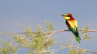 Arıkuşu » European Bee-eater » Merops apiaster