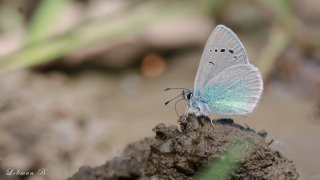 Karagözmavisi (Glaucopsyche alexis)