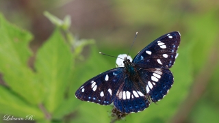 Akdeniz Hanımeli Kelebeği / Southern White Admiral / Limenitis reducta