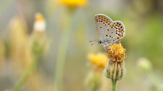 Lycaenidae / Doğulu Esmergöz / / Plebejus carmon