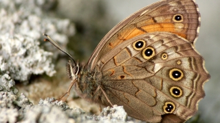 Ağaç Esmeri (Kirinia roxelana)