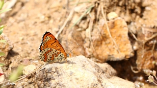 Kafkasyalı İparhan (Melitaea interrupta)