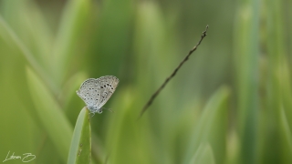 Karsandra (Zizeeria karsandra)