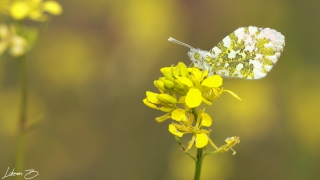 Turuncu Süslü (Anthocharis cardamines)