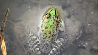 Pelophylax  ridibundus : Ova Kurbağası, Bataklık Kurbağası