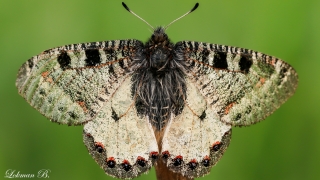 Yalancı Apollo (Archon apollinus)