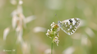 Yeni Beneklimelek (Pontia edusa)