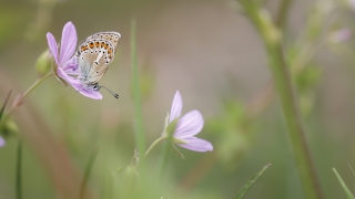 Geranyum Çokgözlüsü (Polyommatus eumedon)