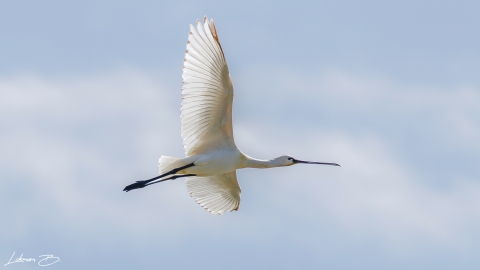 Kaşıkçı - Eurasian Spoonbill (Platalea leucorodia)