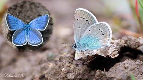 Çokgözlü Rusmavisi (Polyommatus coelestina)