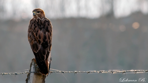 Şahin - Common Buzzard - Buteo buteo