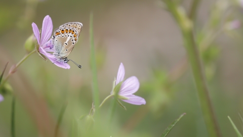 Geranyum Çokgözlüsü (Polyommatus eumedon)