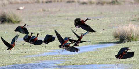 Çeltikçi (Glossy Ibis)