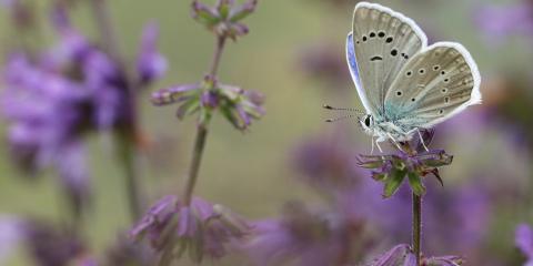 Putnam'ın Çokgözlüsü (Polyommatus putnami)