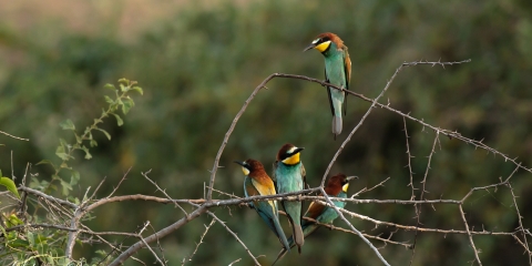 Arıkuşu » European Bee-eater » Merops apiaster